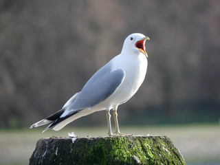 Möwe