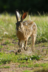 Lepus europaeus / Lièvre d'Europe