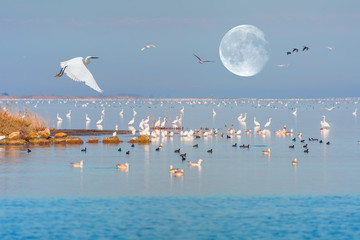 Bird paradise, Akyatan Lagoon, 