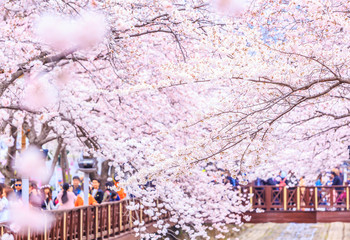 Cherry blossom at Yeojwacheon Stream, Jinhae sakura festival, Jinhae, South Korea