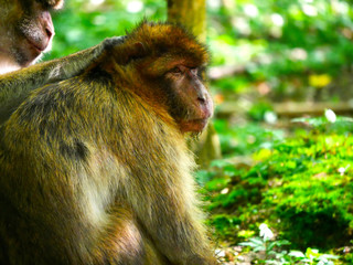 Macaque de Barbarie