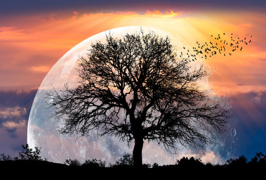 Lone tree with moon at sunset "Elements of this image furnished by NASA"