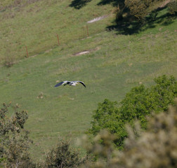 Ardea cinerea flying
