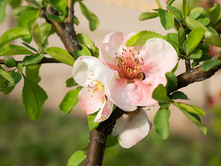  quince flower