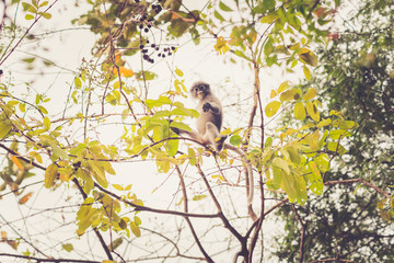 Dusky leaf monkey sits on branches of a tree (Trachypithecus obscurus) - near Prachuap Khiri Khan city, Thailand