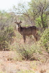 Wasserbock in den Auasbergen