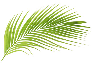 Groen palmblad dat op witte achtergrond wordt geïsoleerd