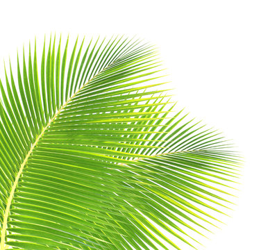 Coconut leaf isolated 