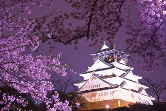 夜の大阪城と桜