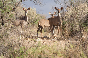 Höchste Aufmerksamkeit
