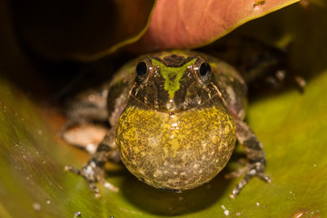Obraz premium Florida Cricket Frog calling on a Lilly pad at the edge of a pond.