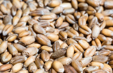 Wheat for germination of macro - selective focus