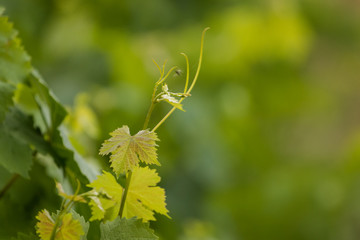 Textured background image of grape vine leaves