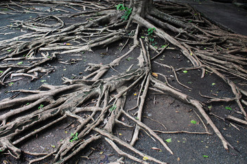 Many tree roots Natural background