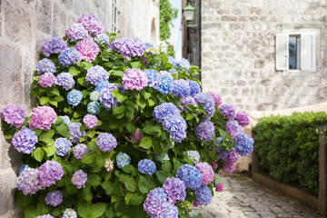Blooming flowers hydrangea are pink, blue, lilac, violet, purple in spring and summer at sunset in...