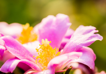 pink flower in Thailand
