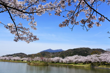 Fototapeta na wymiar 桜と筑波山