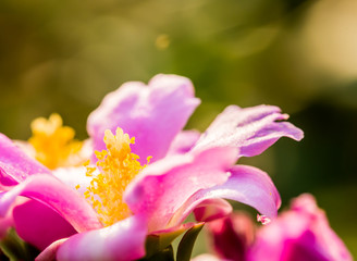 pink flower in Thailand