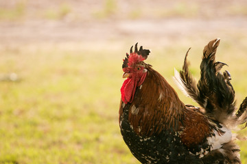 Close up of a cockerel walking on grass