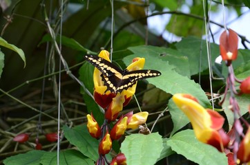 botanicka zahrada praha