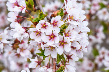 Flowers of the cherry tree orchard blossoms on a spring day