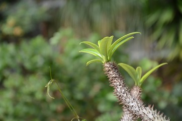 botanicka zahrada praha
