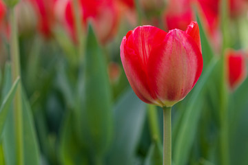 Naklejka premium tulip flower and green leaves.beautiful tulips