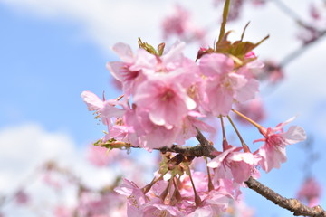 sakura