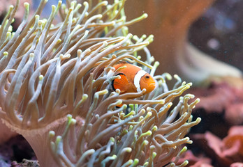 Fototapeta na wymiar Clownfish hiding in coral polyps. Amphiprion ocellaris.