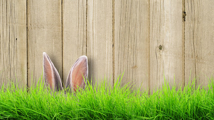 The hare hides in a grass at a fence.