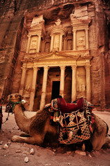 Bedouin camel rests near the treasury Al Khazneh carved into the rock at Petra, Jordan