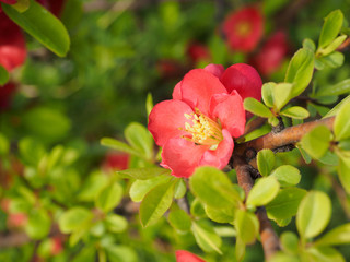  quince flower