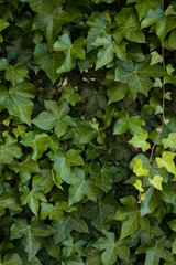 Fototapeta na wymiar Close up image of ivy growing on a wall of a building to be used for background or texture