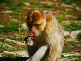 Macaque de Barbarie