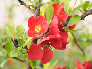  quince flower