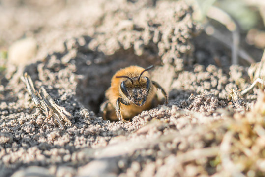 Einzelnes Erdbienen Weibchen in ihrem Loch am Boden
