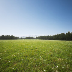 beautiful grass field and white snow mountains