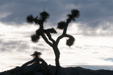 Joshua Tree Silhouette