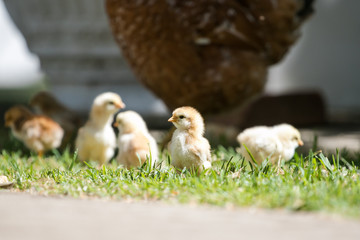 Close up image of baby chickens walking with their mother on the grass looking for food