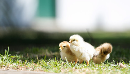 Close up image of baby chickens walking with their mother on the grass looking for food