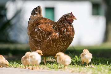 Close up image of baby chickens walking with their mother on the grass looking for food