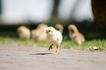 Close up image of baby chickens walking with their mother on the grass looking for food