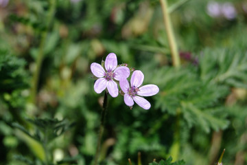 Flores silvestres violetas