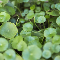 Gotu kola leaf
