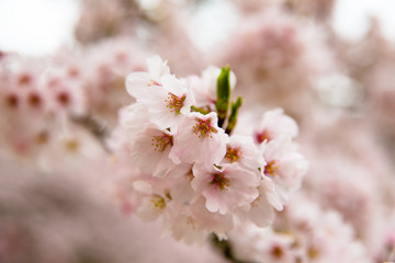 Cherry blossoms