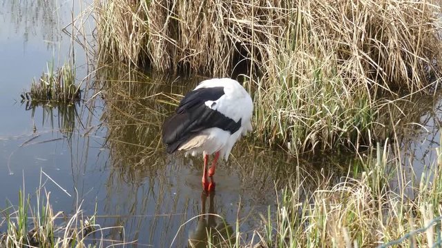 Storch