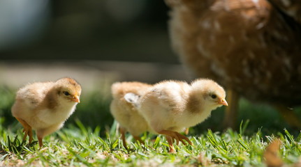 Close up image of baby chickens walking with their mother on the grass looking for food © Dewald