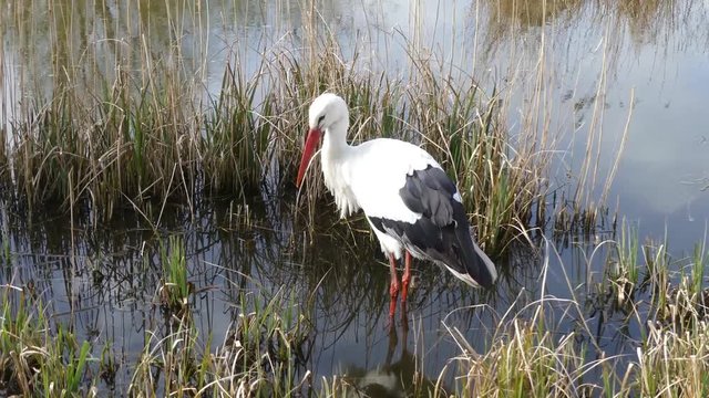 Storch