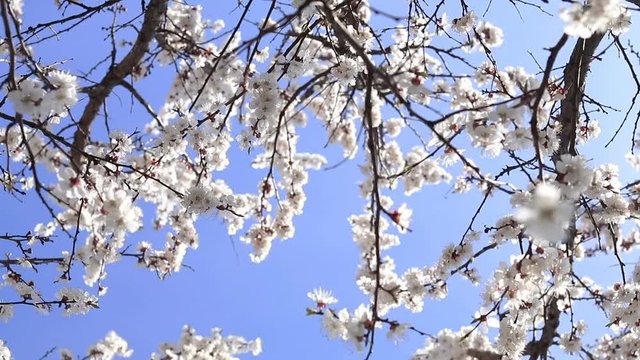 Dynamic scene about branch of a blooming apricot tree on blue sky background