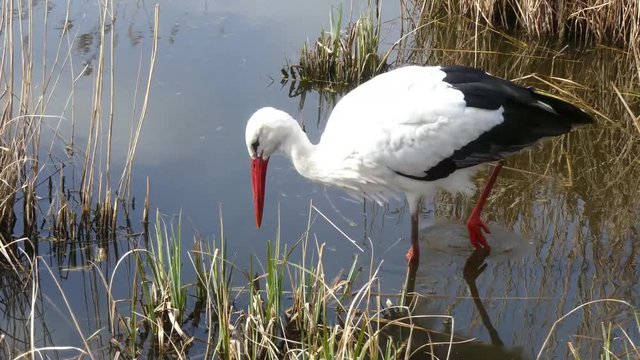Storch